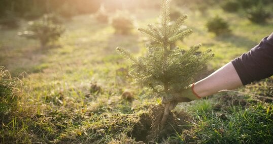 Worker plant a young tree in the garden. Small plantation for a christmas tree. Picea pungens and Abies nordmanniana. Spruce and fir.