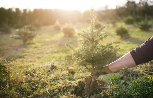 Worker plant a young tree in the garden. Small plantation for a christmas tree. Picea pungens and Abies nordmanniana. Spruce and fir.