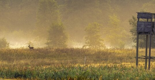 Hochsitz im Tal im Morgennebel mit Reh