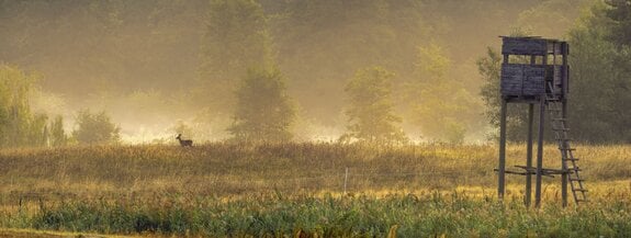 Hochsitz im Tal im Morgennebel mit Reh