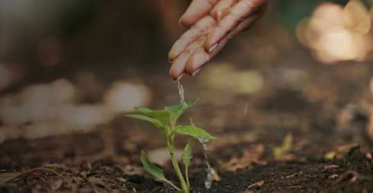 Person gießt eine junge grüne Pflanze, Wassertropfen fallen von den Fingerspitzen, symbolisch für nachhaltige Praktiken, ähnlich denen der Envizi ESG Suite für Umweltmanagement.